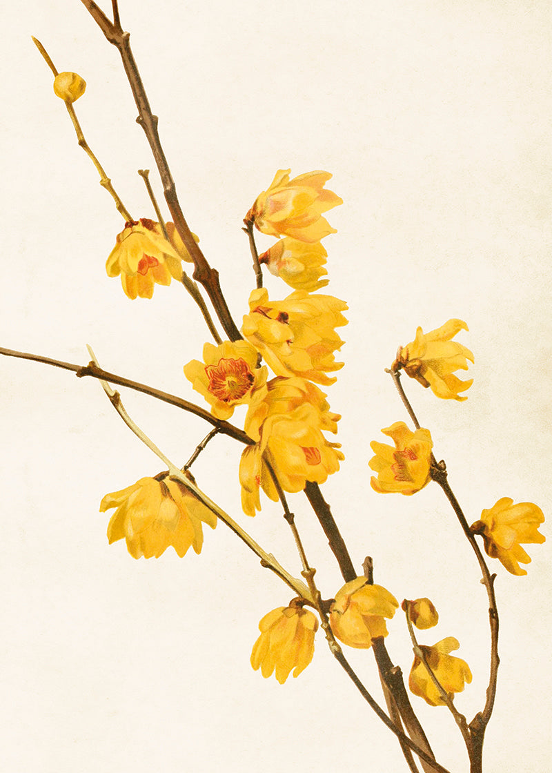 Poster - Japanese allspice 50 x 70 cm