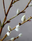 Fleur Willow Branch
