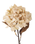 Hydrangea Stem, Nature, Artificial Flower