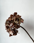 Hydrangea Brown