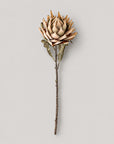 Protea Stem, Nature, Artificial Flower