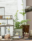 Glass box Nova