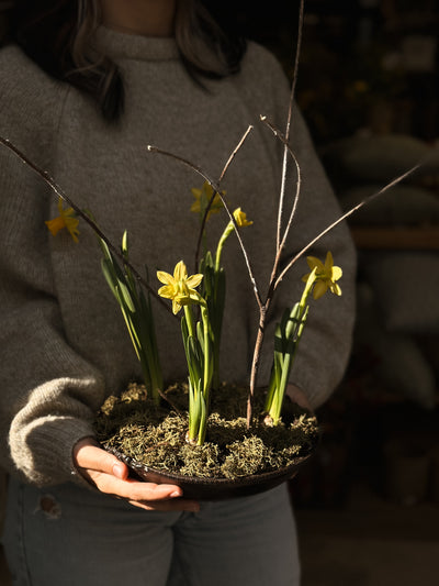 Embracing Spring: Cultivating Daffodil Centrepieces to Usher in the Season