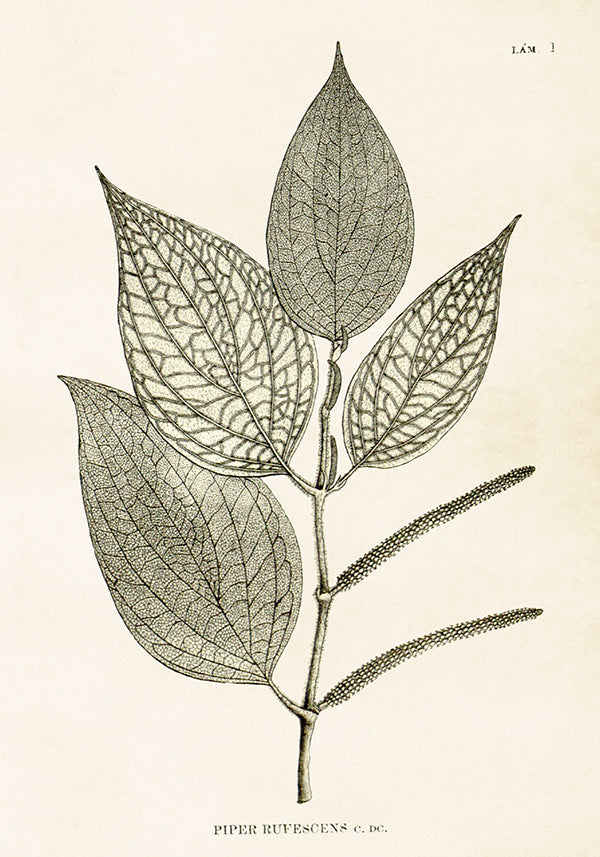 Collection Image