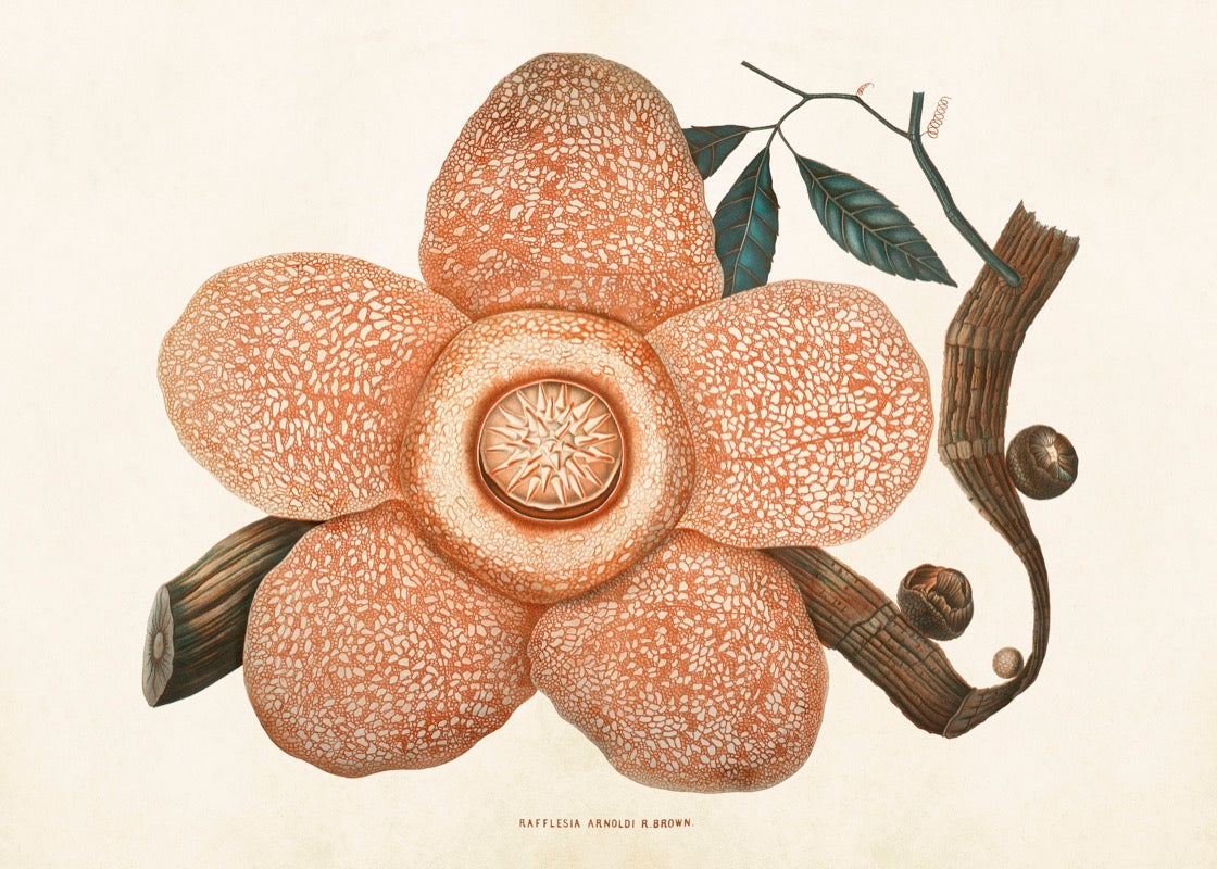 Poster - Corpse lily - 50x70cm