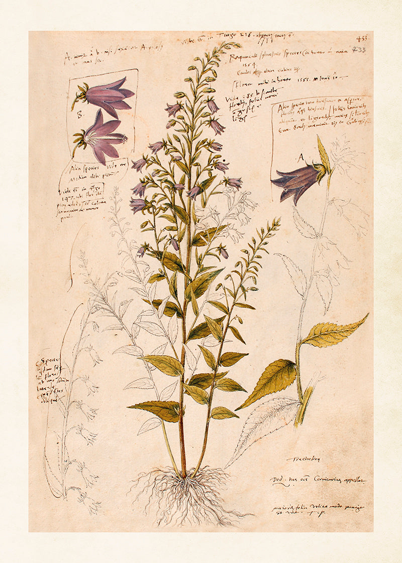 Poster - Anno 1550, Bluebell - 50x70cm