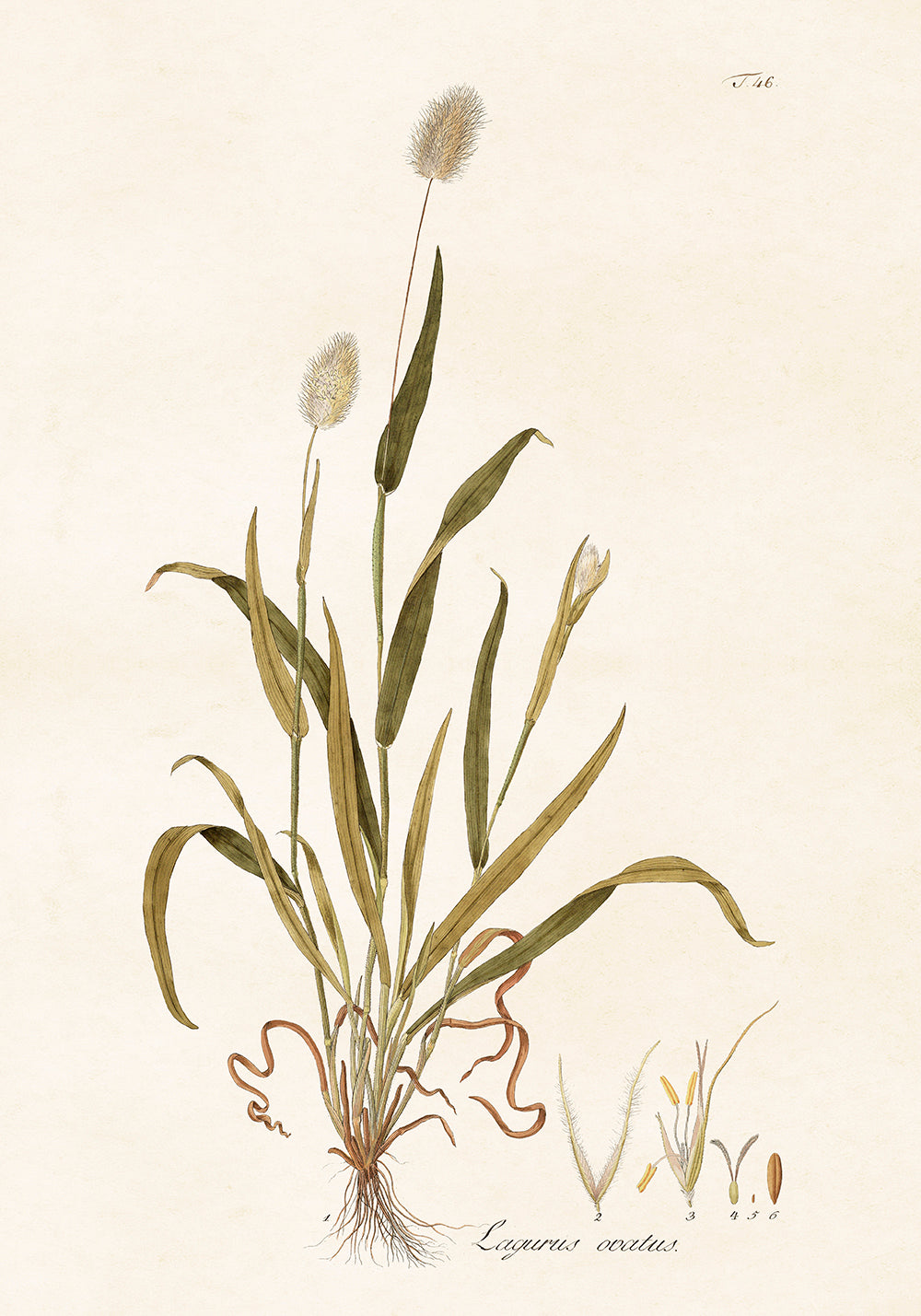 Poster - Hare's-tail Grass, 70x100cm