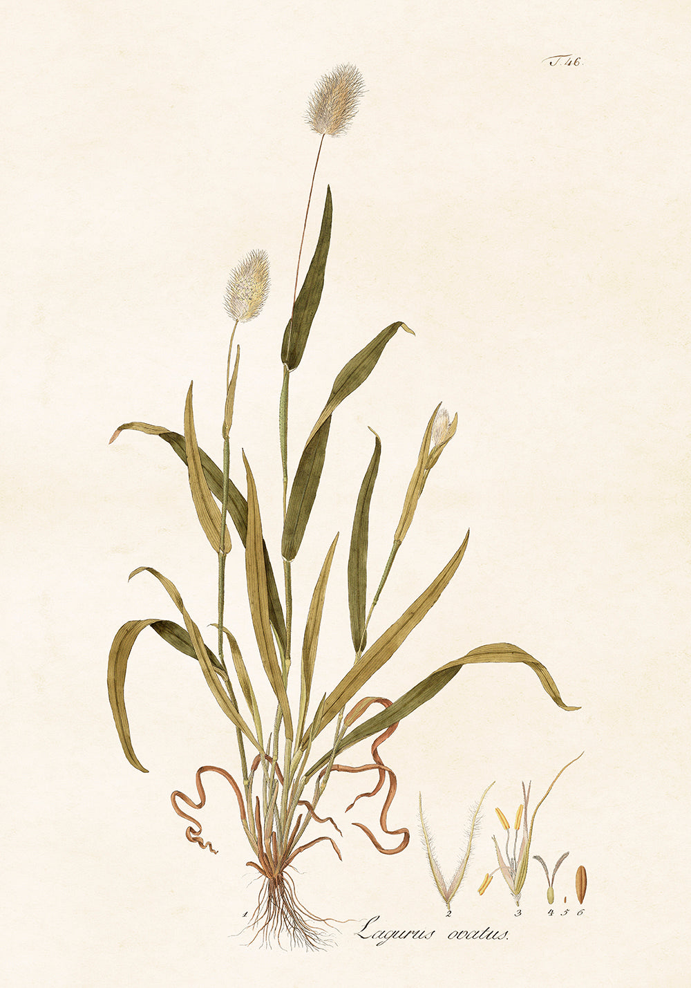 Poster - Hare's-tail Grass, 70x100cm – Mel Living