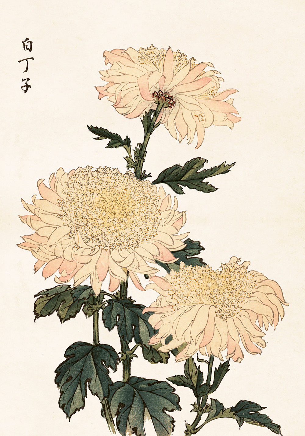 Poster - Chrysanthemum - 70x100