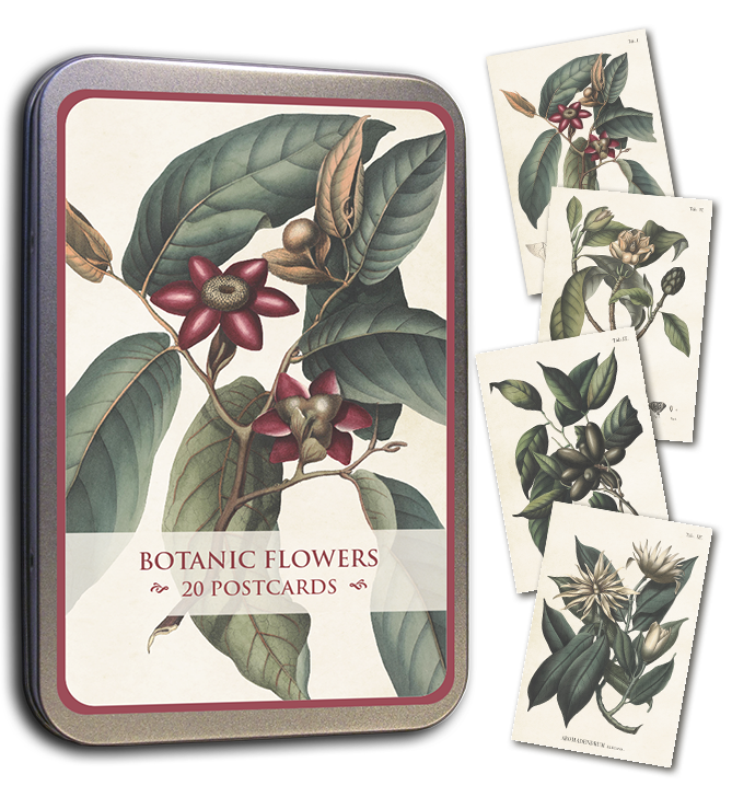 Postcards Set in Tin -  Green Leaves - 10x15cm