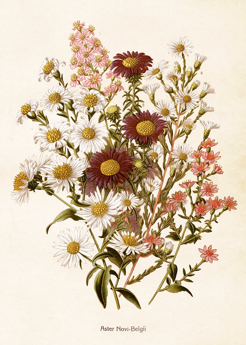 Poster - New York aster - 50x70cm