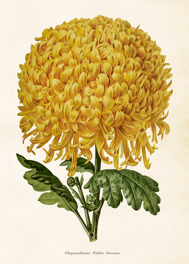 Poster - Chrysanthemum Yellow  - 50x70cm
