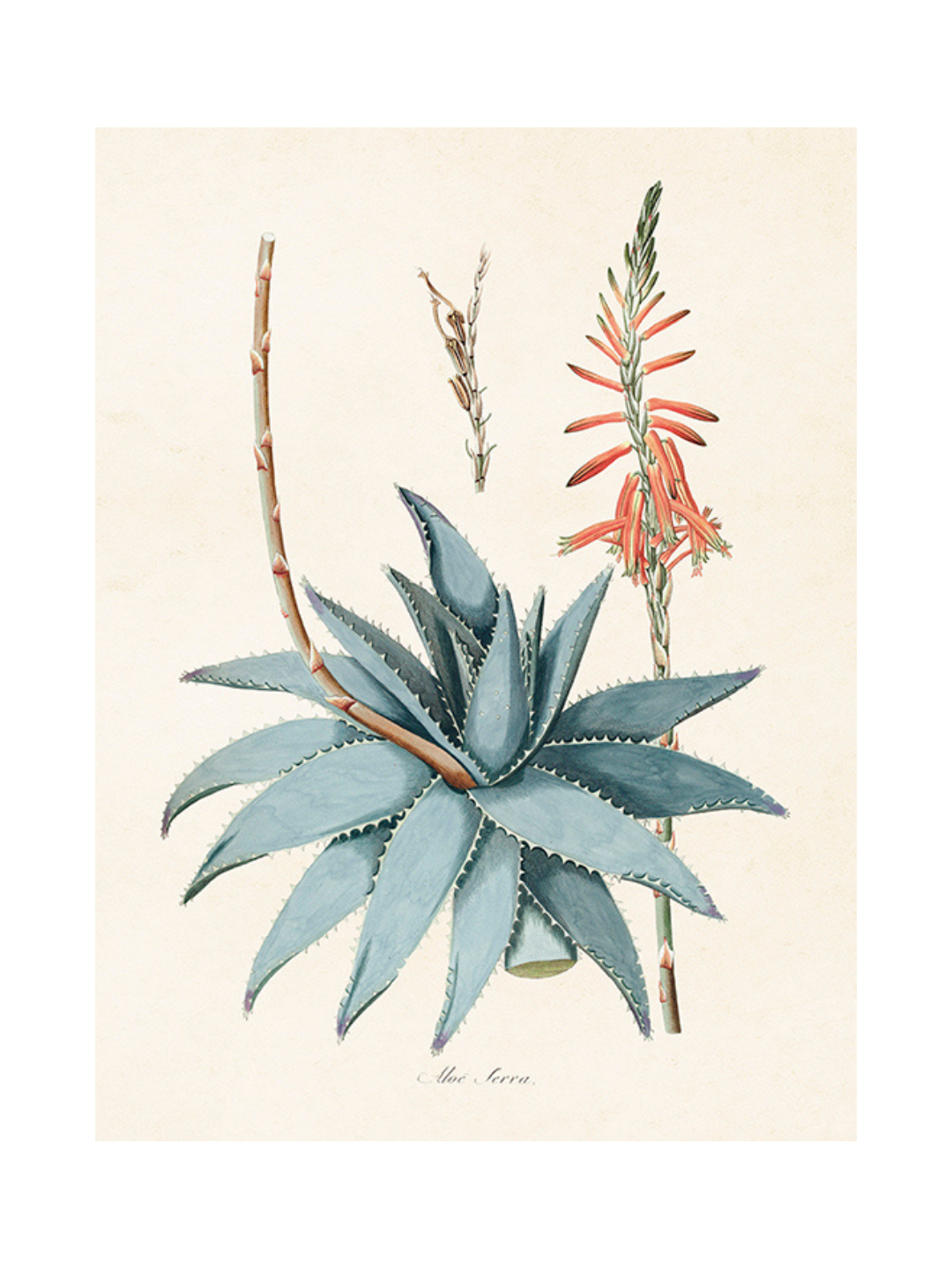 Poster - Vintage Aloe Vera