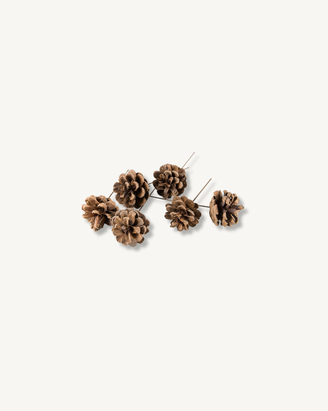 Pine Cone Wired Nature