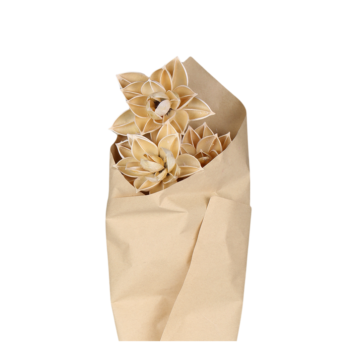 Fleur dried Dahlia Flowers, cream