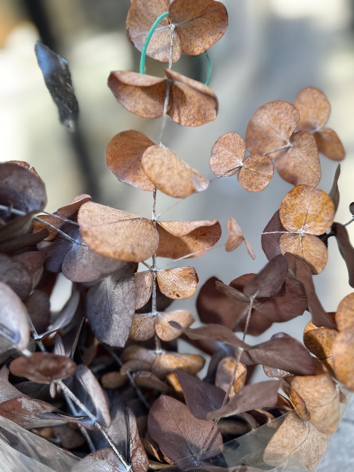 Dried brown eucalyptus