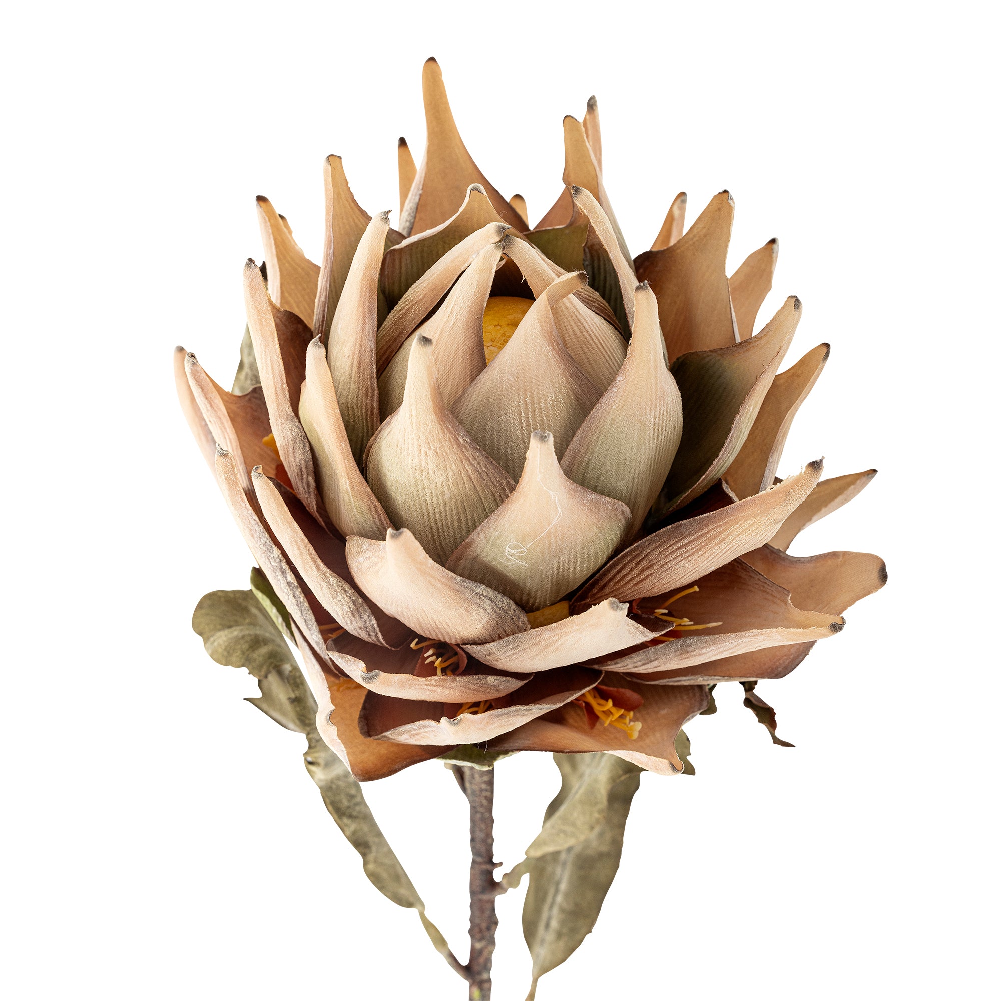 Protea Stem, Nature, Artificial Flower