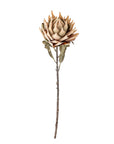 Protea Stem, Nature, Artificial Flower