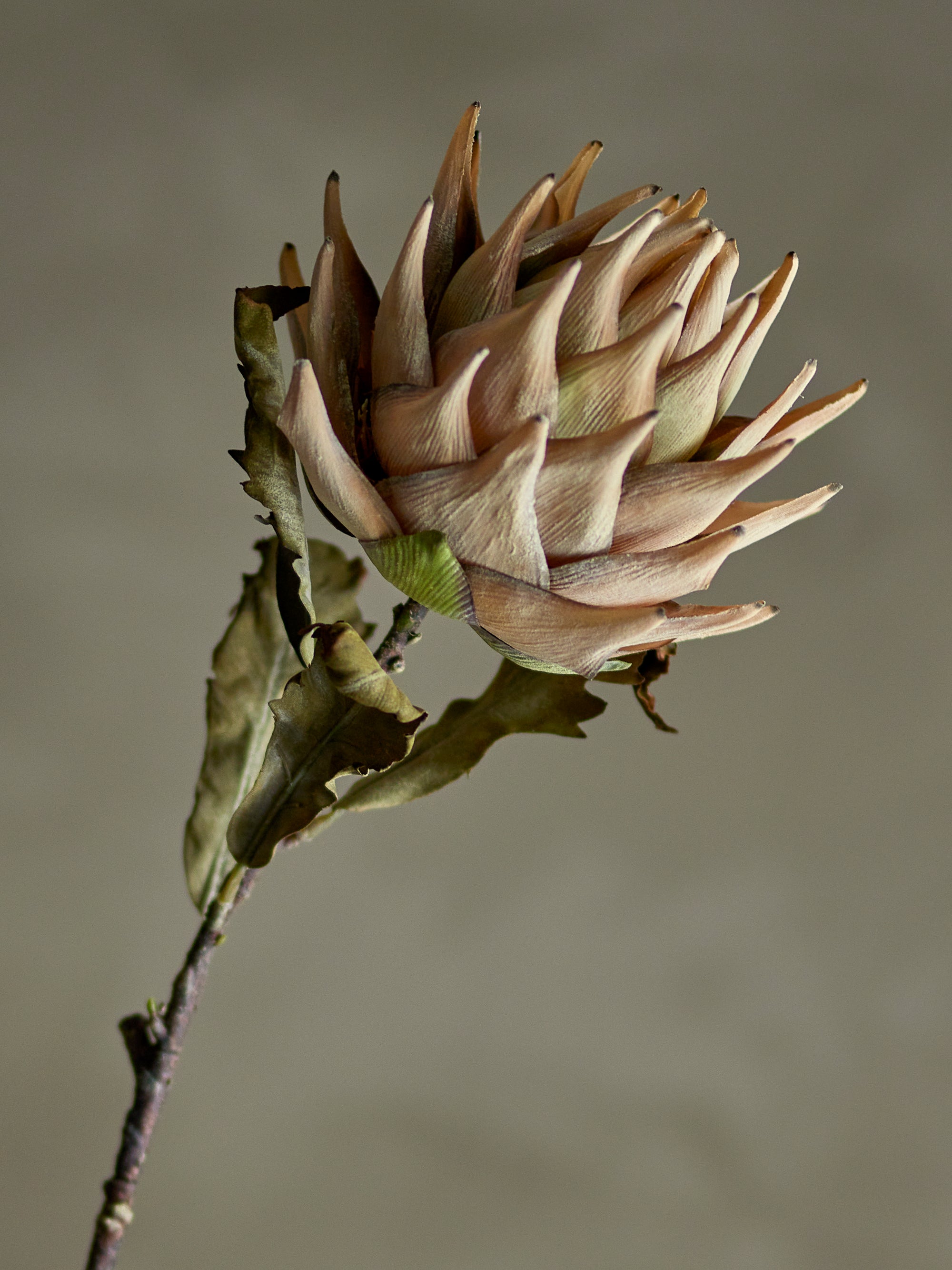 Protea Stem, Nature, Artificial Flower