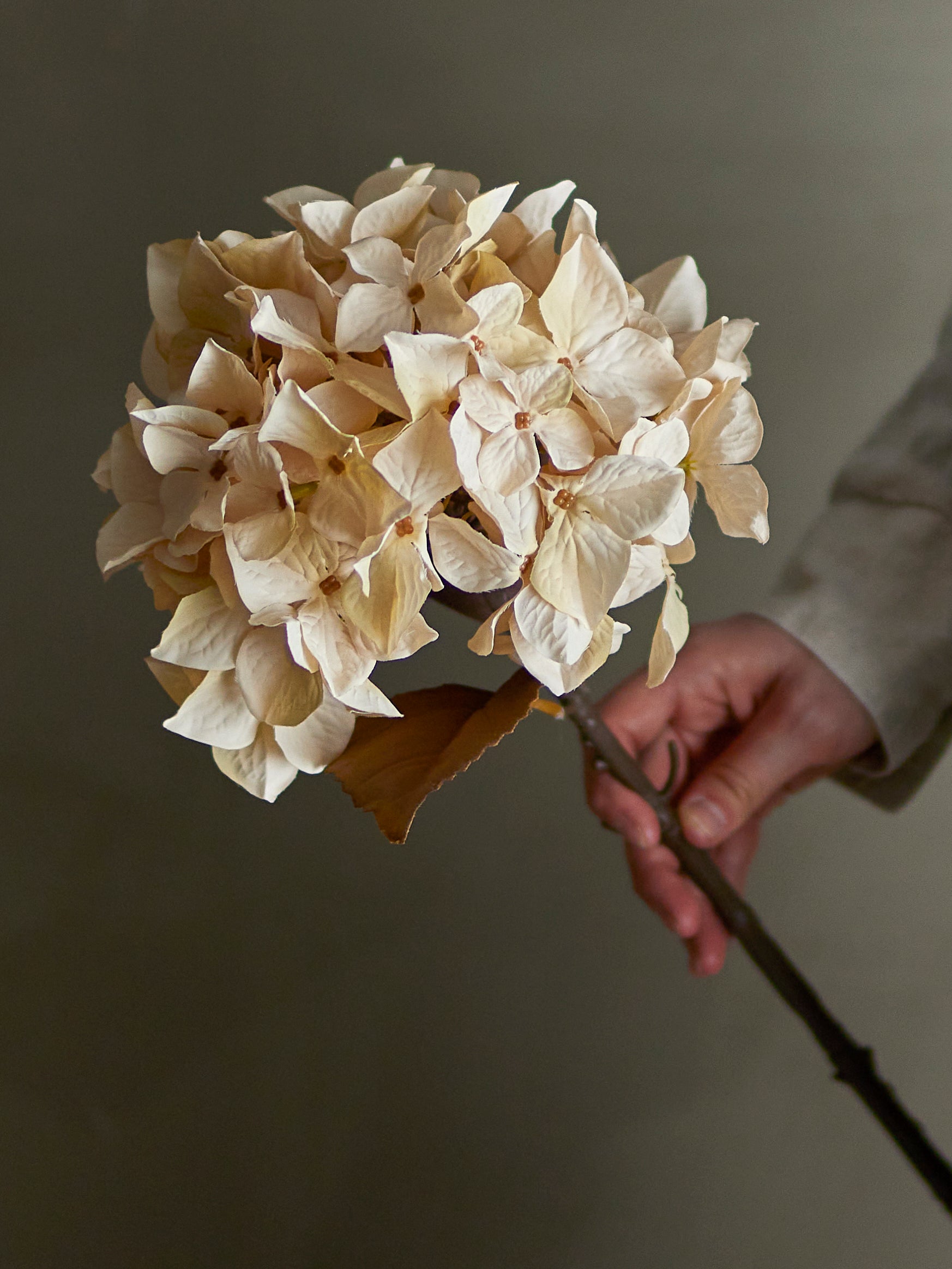 Hydrangea Stem, Nature, Artificial Flower