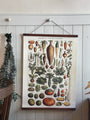 Poster - Vegetables, 50x70 cm