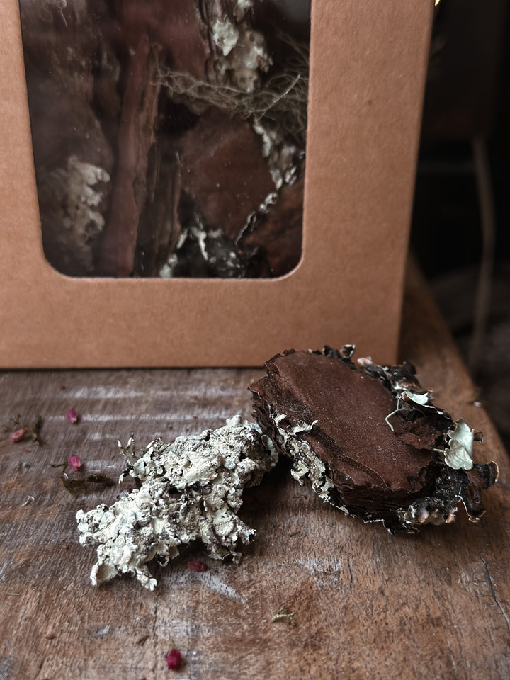 Christmas Botanicals - Bark with moss