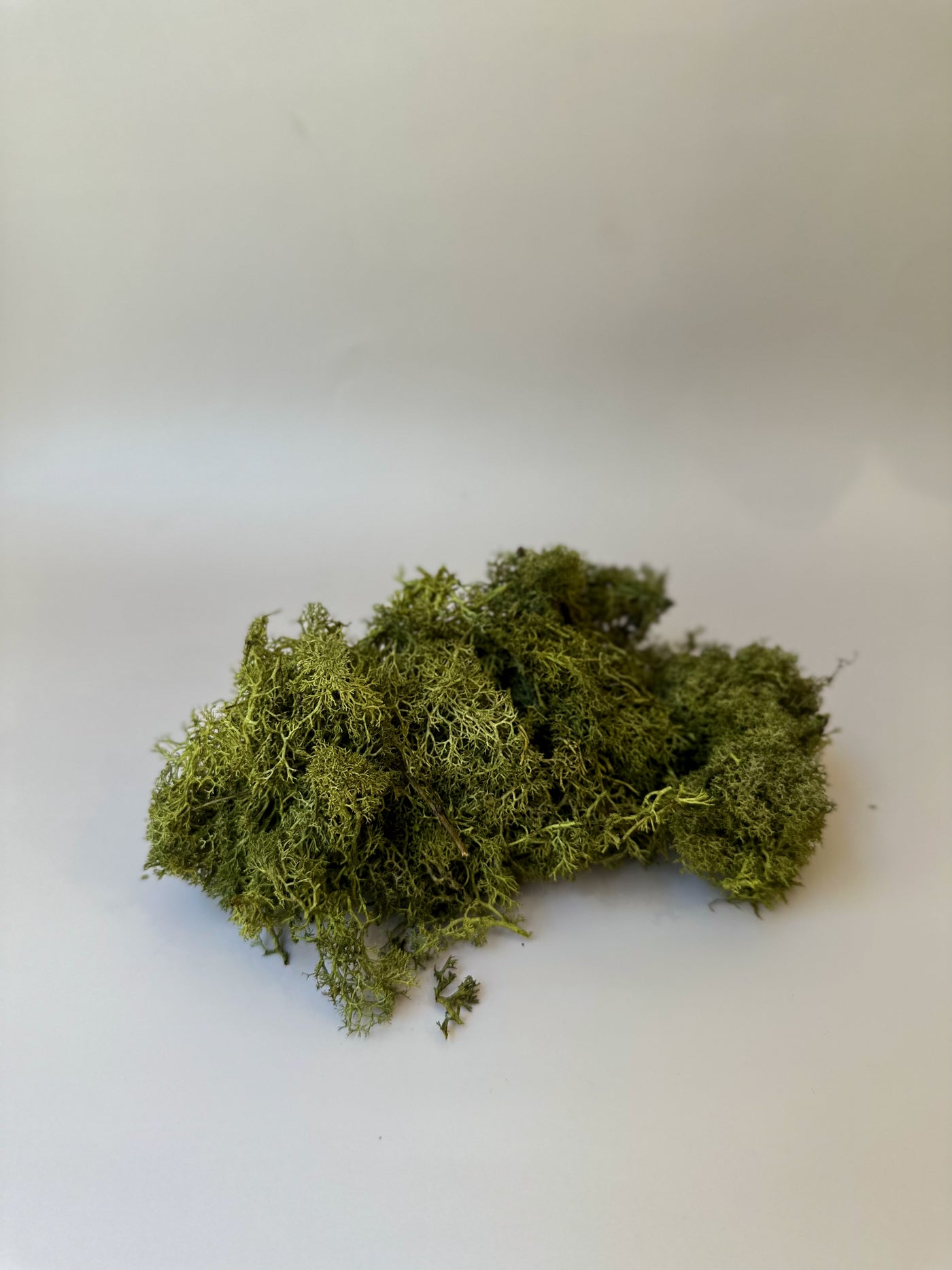 Preserved Moss