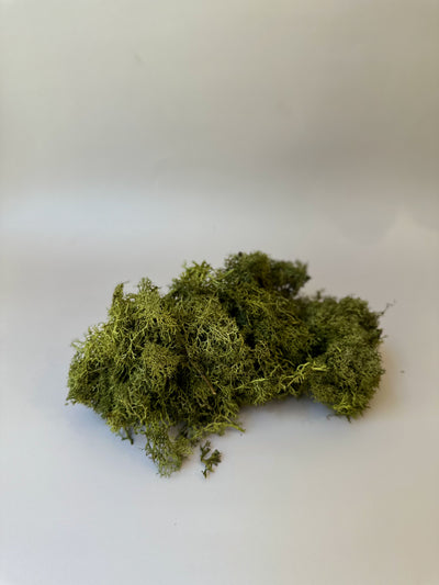 Preserved Moss