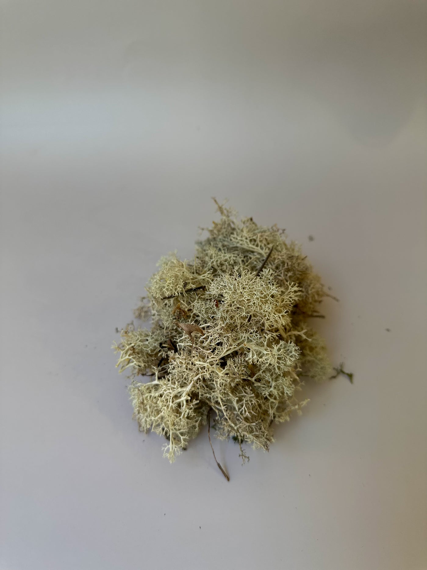 Preserved Moss