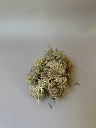 Preserved Moss