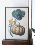 Poster - Pumpkin, 35x50cm