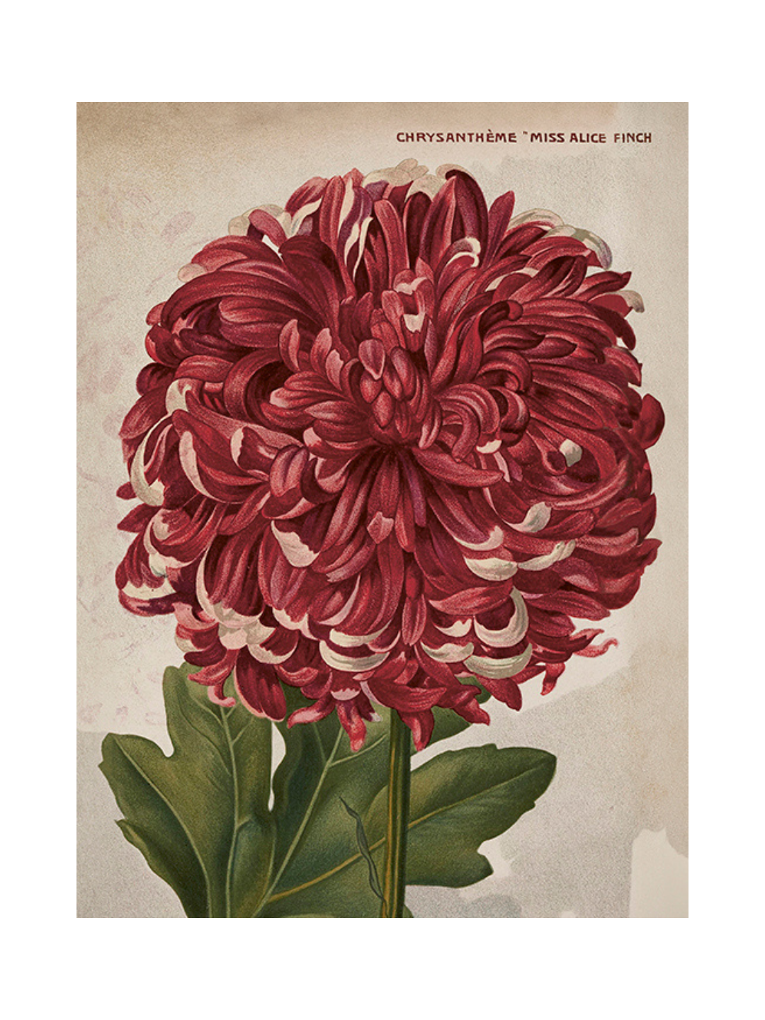Poster - Vintage Chrysanthemum