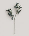 Fleur Branch lamb's ear