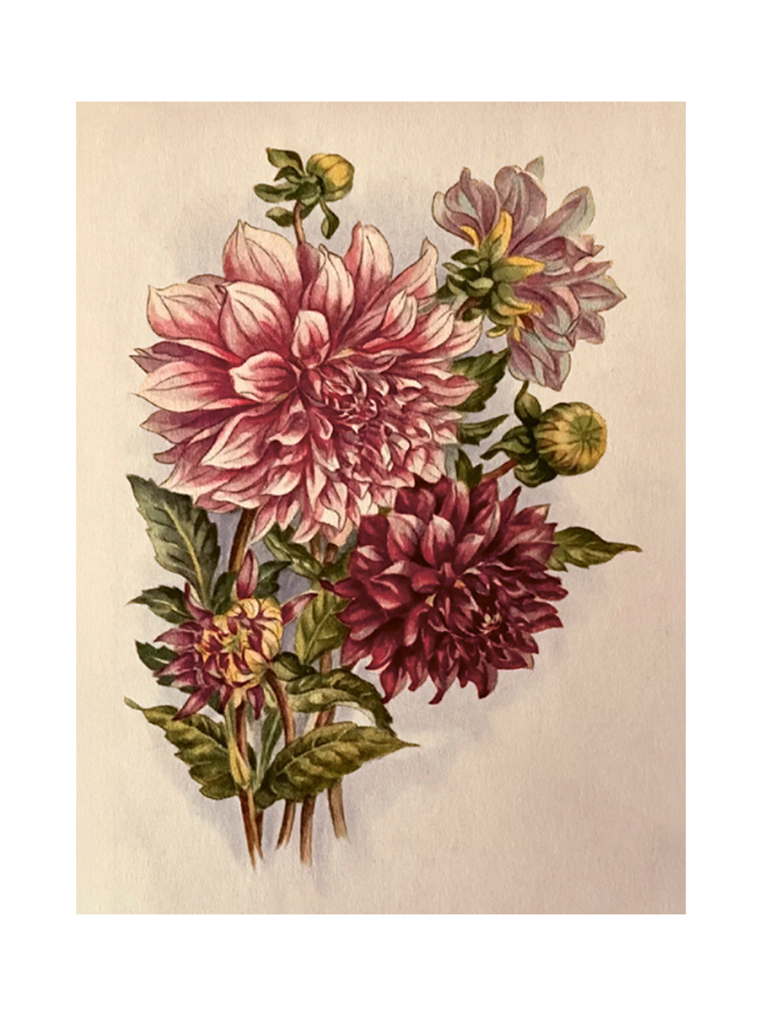 Poster - Vintage Dahlia