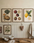 Poster - Pumpkin, 35x50cm